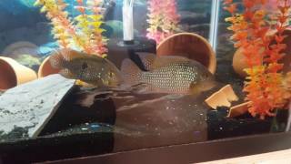 Breeding pair of Geophagus Brasiliensis [upl. by Arakal]