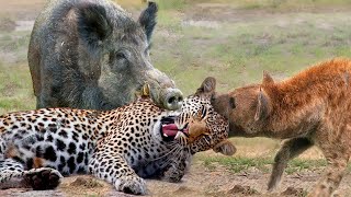 Most Amazing Moments Of Wild Animal 2022  Wild Discovery Animals Part2 [upl. by Pincas133]