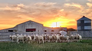 A Tour of Our Sheep Ranch McDermit Ranch [upl. by Leckie258]