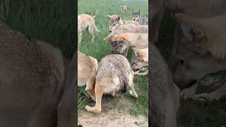 Wolf Attack😱  Wild Life😳 shorts animals wolf dogfight viralshorts [upl. by Htebarual463]