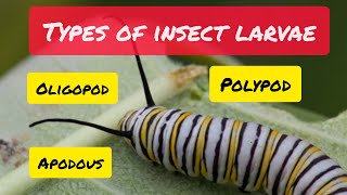 Types of Insect Larvae [upl. by Leeland]