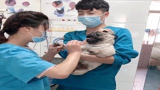 Dramatic Pug Dog Scream At Vet While Getting Nails Clipped Part 2 [upl. by Roselani568]