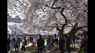 2024 University of Washington UW cherry blossom festival  Seattle [upl. by Hayotal]