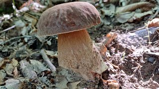 BOLETUS AESTIVALIS DI GIUGNO 2024 in 4K 🍄‍🟫🍄‍🟫🤙👍 [upl. by Nnylyram]