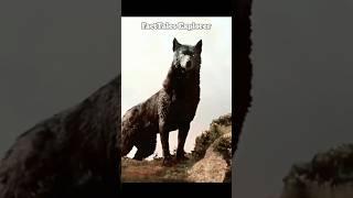 quotWolves Unique Mindset Explainedquot wolf wolves animals facts shorts [upl. by Alyahs]