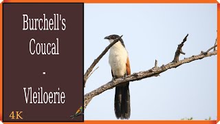 Burchells Coucal  Vleiloerie [upl. by Jer58]