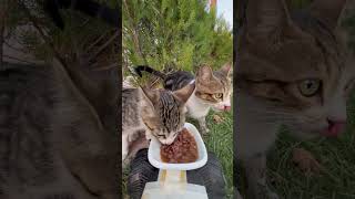 cat feeding at rc car cat catfeeding asmrcatfeeding cute feedinganimals catfeedingasmr [upl. by Perseus]