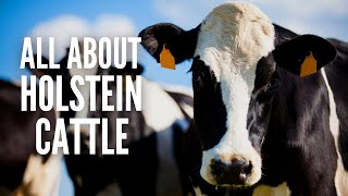 Holstein Cows – Breed Profile Facts and Care [upl. by Pittel8]