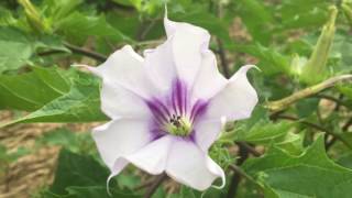 Datura as a Topical Medicinal Plant  wwwreturntonatureus [upl. by Chancellor]