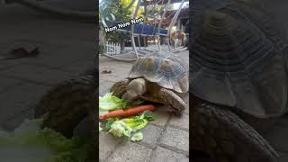 African Tortoise Crunching amp Munching [upl. by Allcot]