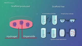 3D cell cultures improving drug candidate testing [upl. by Cattan]