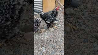 Gallinas chispeadas shortvideo gallinas crianza [upl. by Tade215]