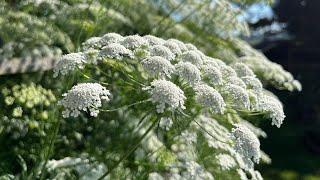 Harvesting Umbellifers Ammi majus and Wild Carrot [upl. by Zosi986]