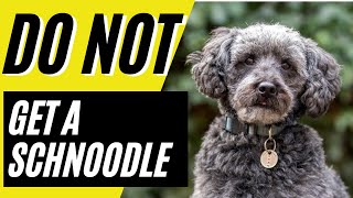 7 Reasons You SHOULD NOT Get a Schnoodle Dog [upl. by Yrrok]