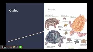 Taxonomy of the Green Sea Turtle [upl. by Whatley]