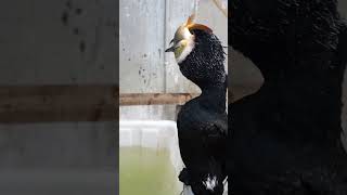 Cormorant eats fish three times bigger than its own head [upl. by Schaper]