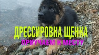 ПРИУЧАЕМ К МЕСТУ Дрессировка собак с нуля Дрессировка собак Дрессировка щенка Обучение щенка [upl. by Llerrot843]