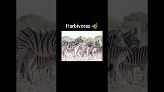 Herbivores vs carnivores viralvideo youtubeshorts [upl. by Bodi]