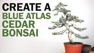 How to Make a Blue Atlas Cedar Bonsai Tree  Preparation and Styling [upl. by Nicky]