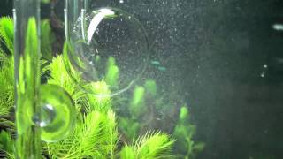 Green Leaf Aquariums GLA  Atomic CO2 Diffusers [upl. by Averyl]