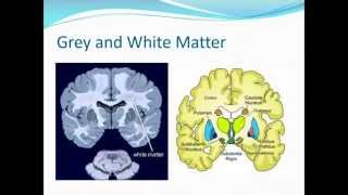 2015 Tutorial 2  Anatomy Part 2 The Cortex and Subcortical Structures [upl. by Eeliram]