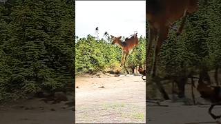 Guard Dog Takes on DEER in Backyard Showdown [upl. by Lleuqram751]