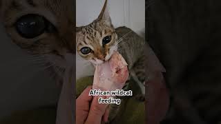 African wildcat feeding animal wildanimal cuteanimals cat fypシ゚viral viralshorts shorts fyp [upl. by Hightower]