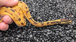 Enchi Pied male DG or 66 Desert Ghost ball python hatchling [upl. by Till763]