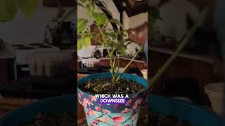 A bit of tough love 🌶️ YoutubeShorts shorts gardening chilli plants overwintering [upl. by Drue]