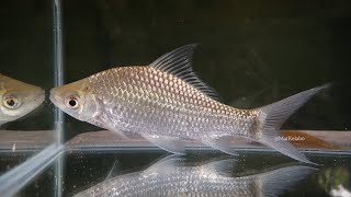 Osteochilus schlegelii  Giant SharkminnowAra Malaysia [upl. by Bogie858]