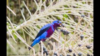 Banded Cotinga  Crejoá  Cotinga Maculata [upl. by Volkan]