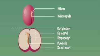 Embryo of Dicot Seeds  MeitY OLabs [upl. by Euqinim]