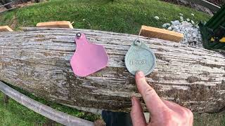 Cattle chute and Ear tags [upl. by Constantine486]