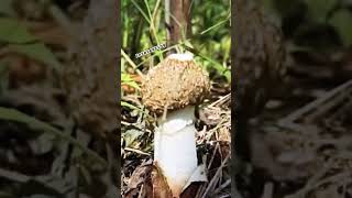 Mushroom in the forest share forestmushroom subscribe [upl. by Ahsilek]