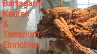 Bartagame Kaufen  Bartagamen Haltung  Terrarium Einrichten [upl. by Michale163]