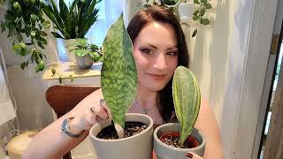 October Plant Haul Hoya Sansevieria amp Philodendron [upl. by Emmie]