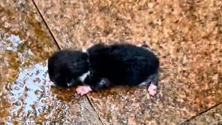 A newborn kitten abandoned on the cold ground struggles to crawl and cry out but is ignored💔 [upl. by Vladimar]