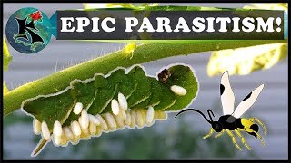 Caterpillar Parasitism amp Parasitoid Wasps  Tobacco amp Tomato Hornworm  Koaw Nature [upl. by Archibald]