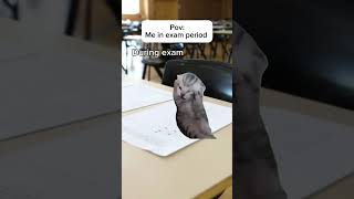 Exam cat catmemes funny [upl. by Certie]