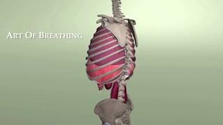 Rib Animation During Breathing [upl. by Denny]