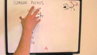 Memorising the Lumbar Plexus  easy way to draw it [upl. by Emmerie]