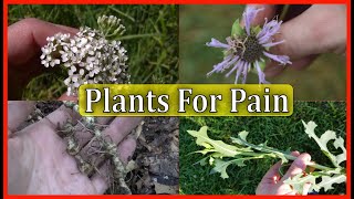 5 BEST Plants For PAIN And INFLAMMATION [upl. by Oiracam774]