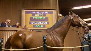 Keeneland November Session 1 in Review [upl. by Erdah778]