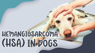 Hemangiosarcoma HSA In Dogs [upl. by Lanette]