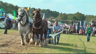 Strongest Draft Horses Contest  Wiekvorst 2014 [upl. by Earahs]