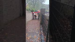 Bosjesman op de waarbeek tijdens Halloween [upl. by Eylloh]