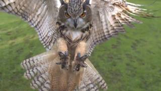 Eagle owl in flight high speed camera AMAZING slow motion camera [upl. by Cristobal]