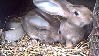 Lapins Géants des Flandres pure race élevés en Picardie [upl. by Redep]