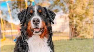 Apartment dog gets a fenced in yard [upl. by Yrtnej]