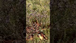 Native Plant Western Marsh Rosemary californianativeplants [upl. by Enois]